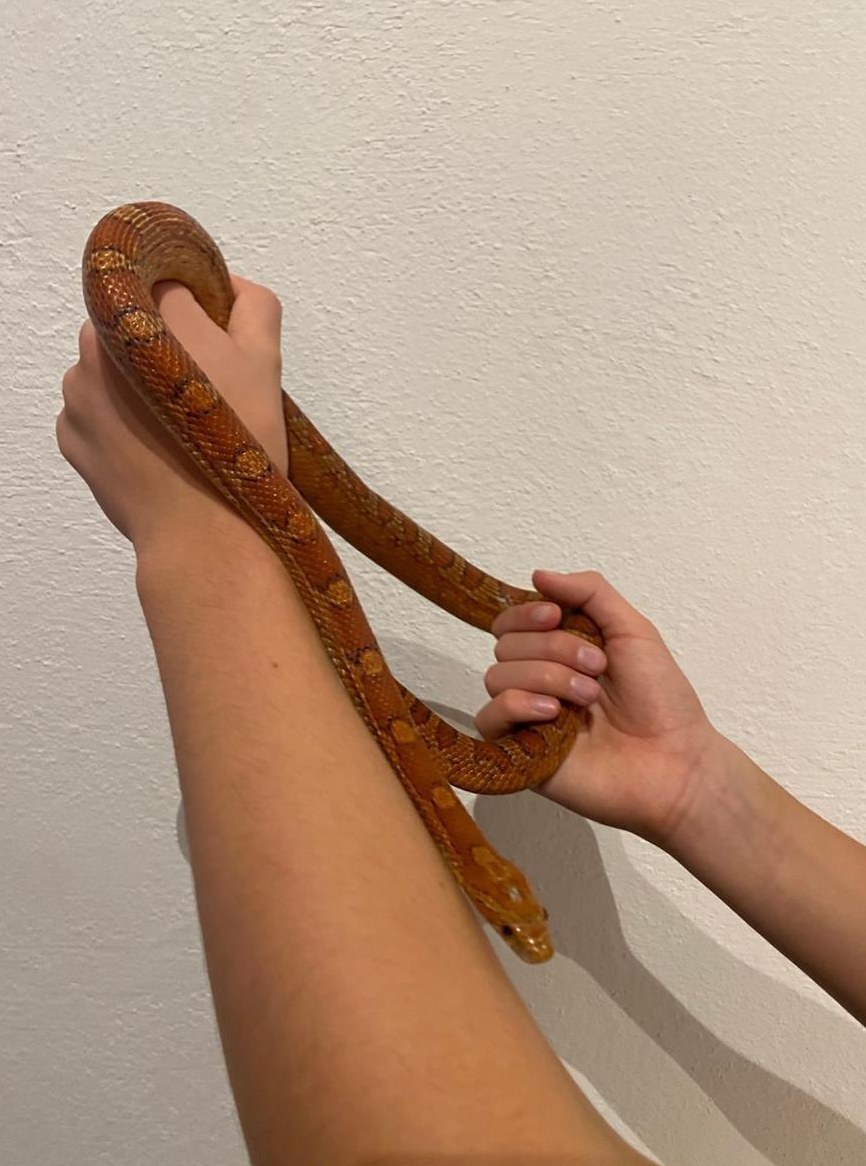 Kornnatter männlich, wunderschön gezeichnet, sehr lieb