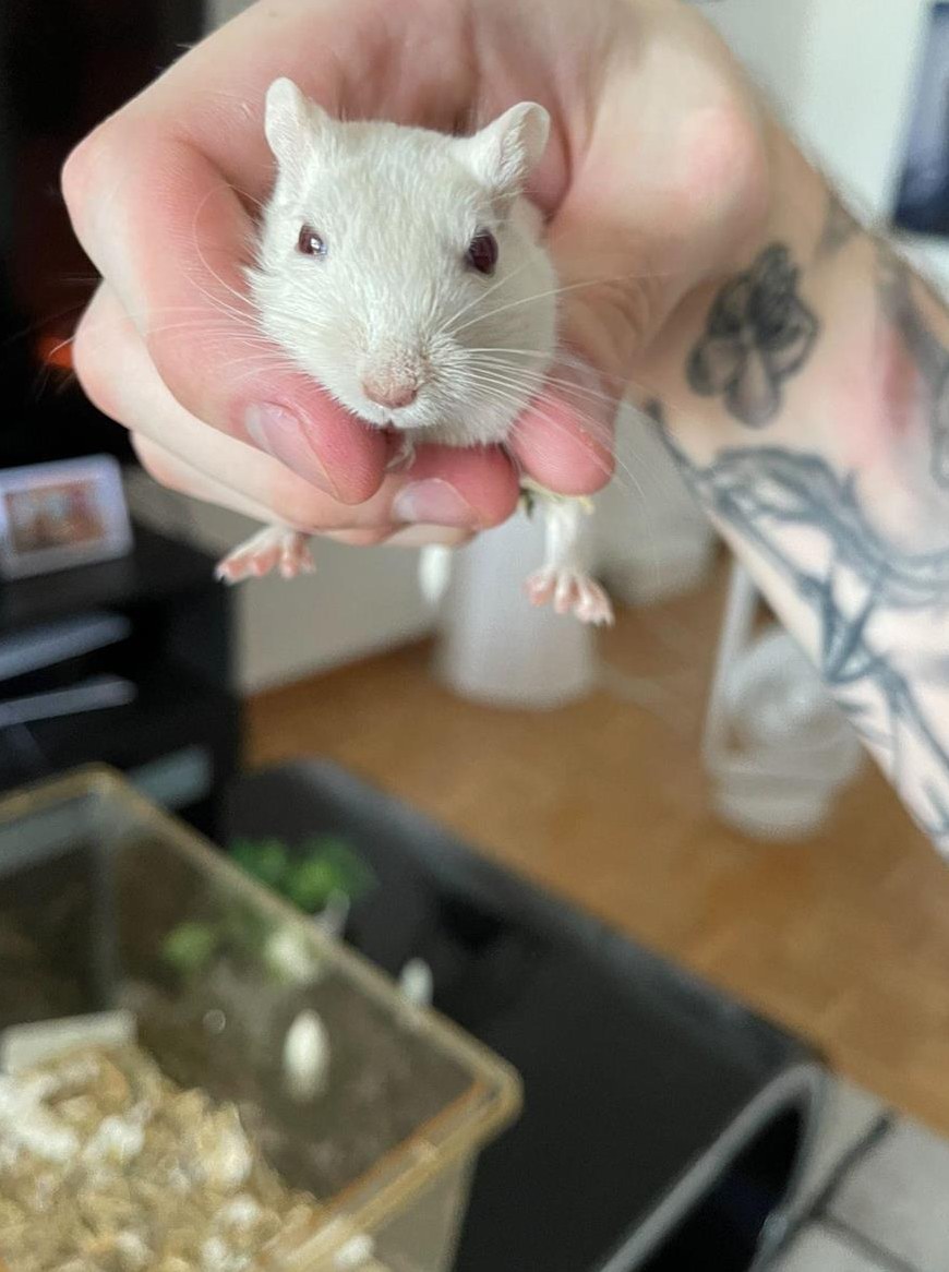 Rennmaus, m/10-Monate mit Terri & Zubehör abzugeben