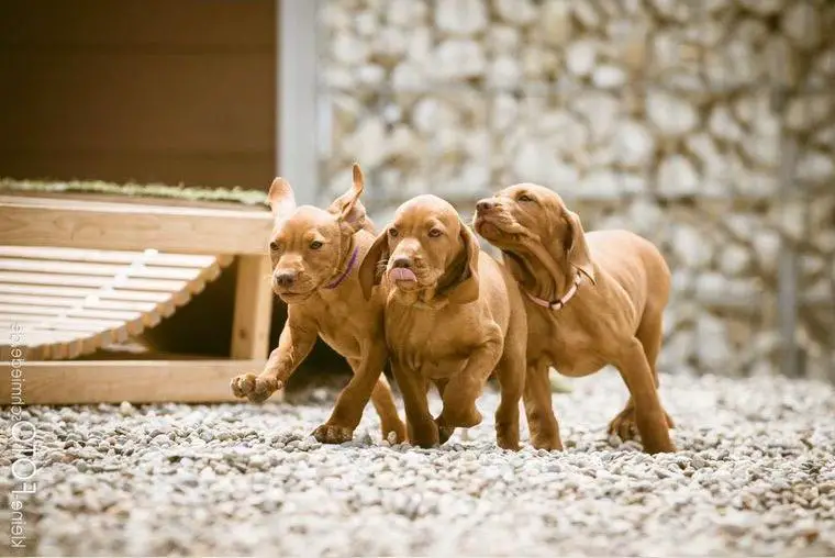 Magyar Vizsla Welpen aus Körzucht