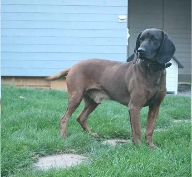 BGS Rüde mit FCI Papiere und FCI Zuchtzulassung