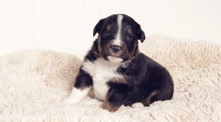 Aussiedoodle mini/medium