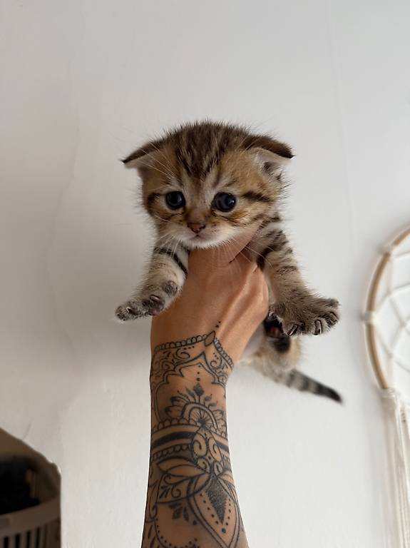 British short Hair Scottish Fold Mix Kitten mit Stammbaum