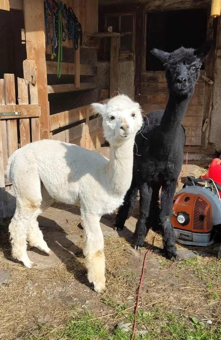 Alpaka Junghengste Dali & DaVinci, im Herdebuch eingetragen