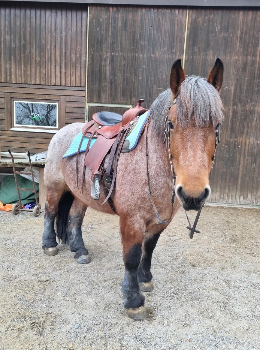 Liebe Kaltblut Stute sucht einen Lebensplatz