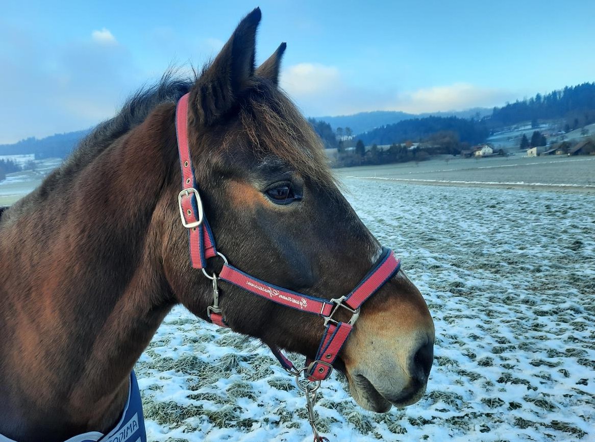 Reitbeteiligung für älteren Freiberger in Zetzwil AG