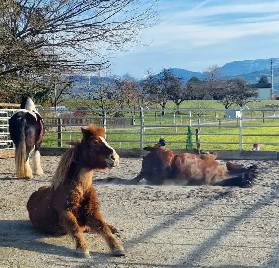 Pensionsplatz im Offenstall in Baar ZG
