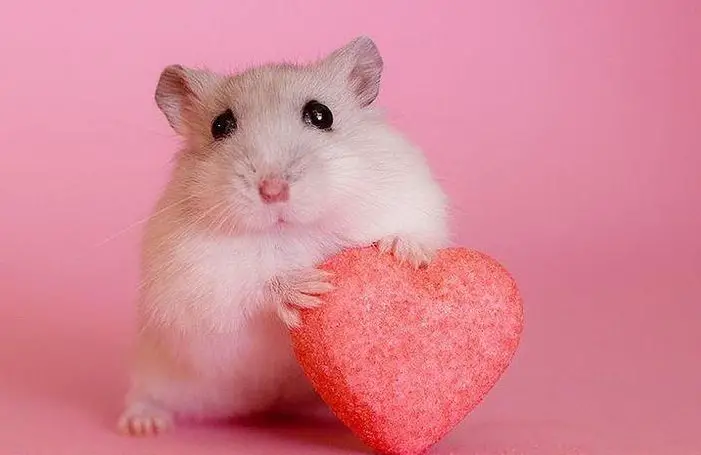 Einen Zwerghamster gesucht