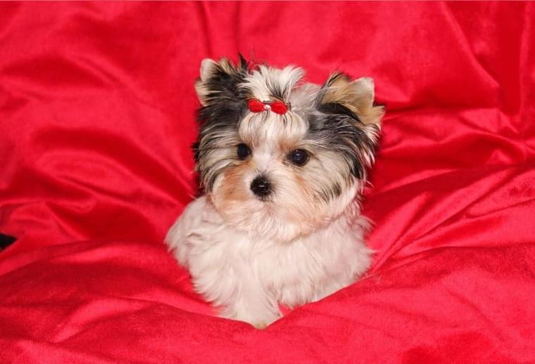 Yorkshire Terrier Welpen in verschiedenen Grössen und Farben