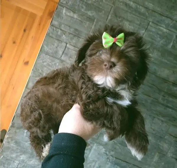 Bolonka Zwetna Welpen schokofarbene Teddys ein Traum