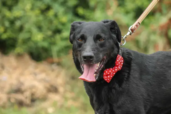 Zorro: Labradormischling, 10 Jahre, auf PS in 72762 Reutlingen