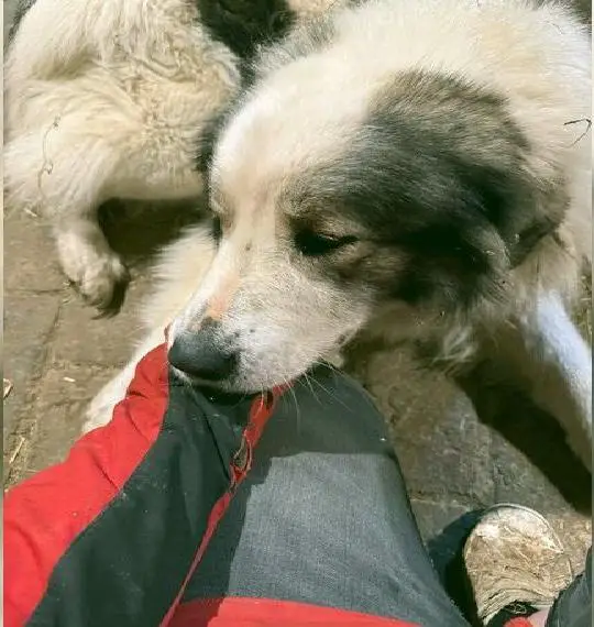 Pyrenäen Berghund Mix