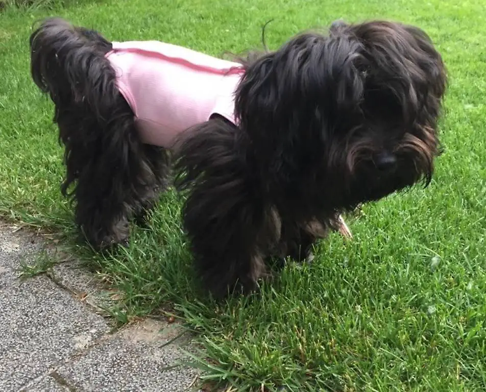 Body Kleid Operation Kastration Welpen Hunde Katzen Büsi