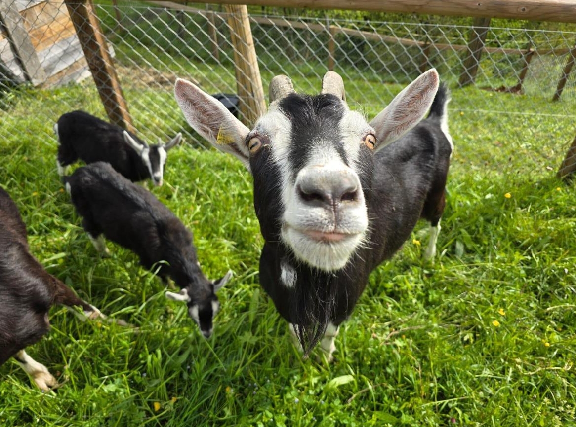 Verschmuste Bündner Strahlenziegen zu verkaufen