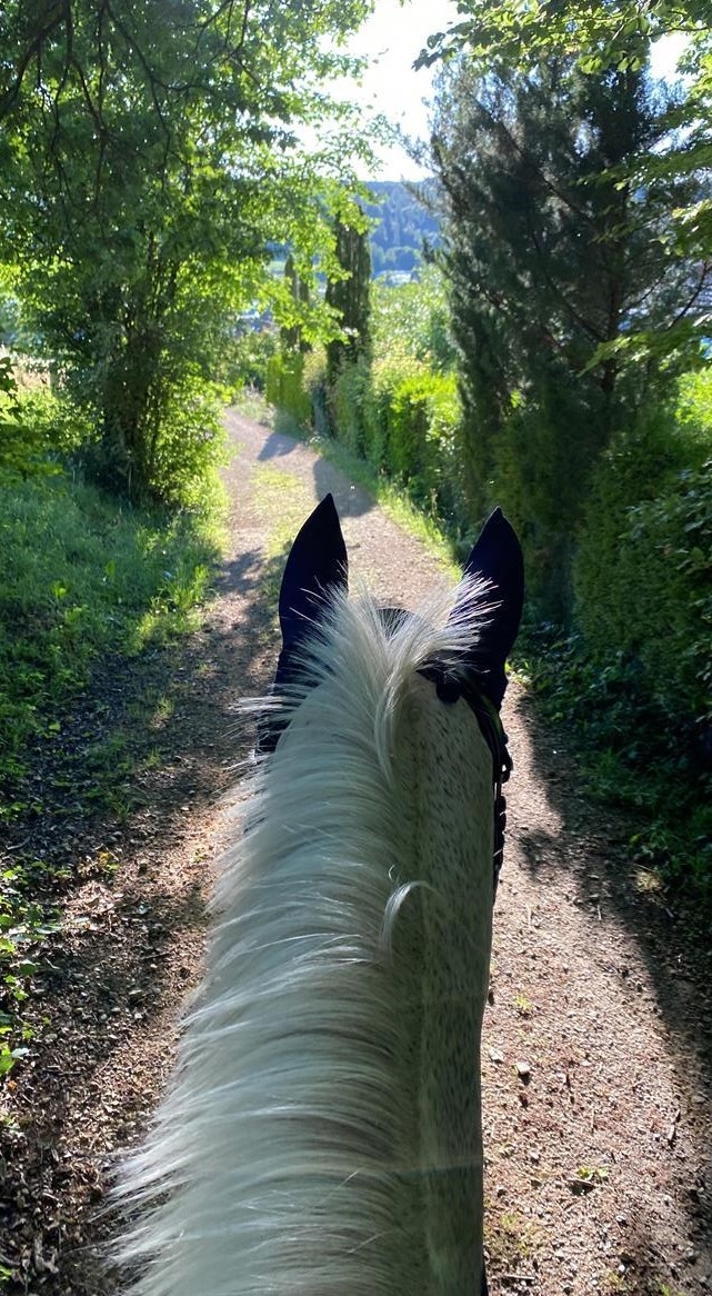 Reitbeteiligung gesucht, Region Brugg AG