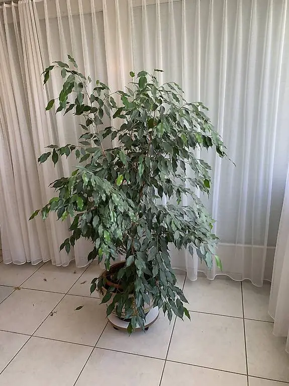 Zimmerpflanze Ficus Benjamina
