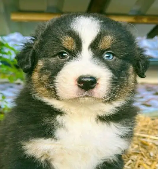 Australian Shepherd Welpen mit ASCA Papieren