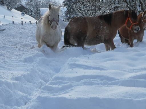 Ich suche mehrere Reitbeteiligungen für 5Pferde/Ponies