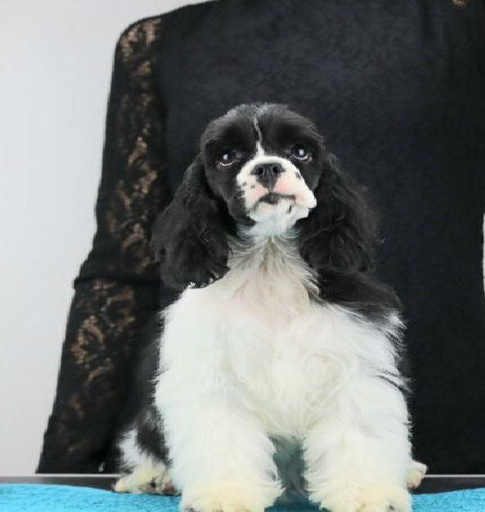 American cocker Spaniel mit Stammbaum