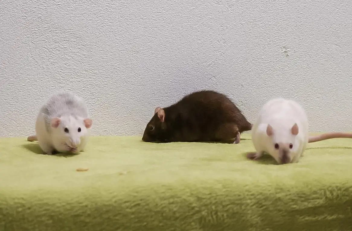 3 Ratten Mädels gratis abzugeben / zu adoptieren