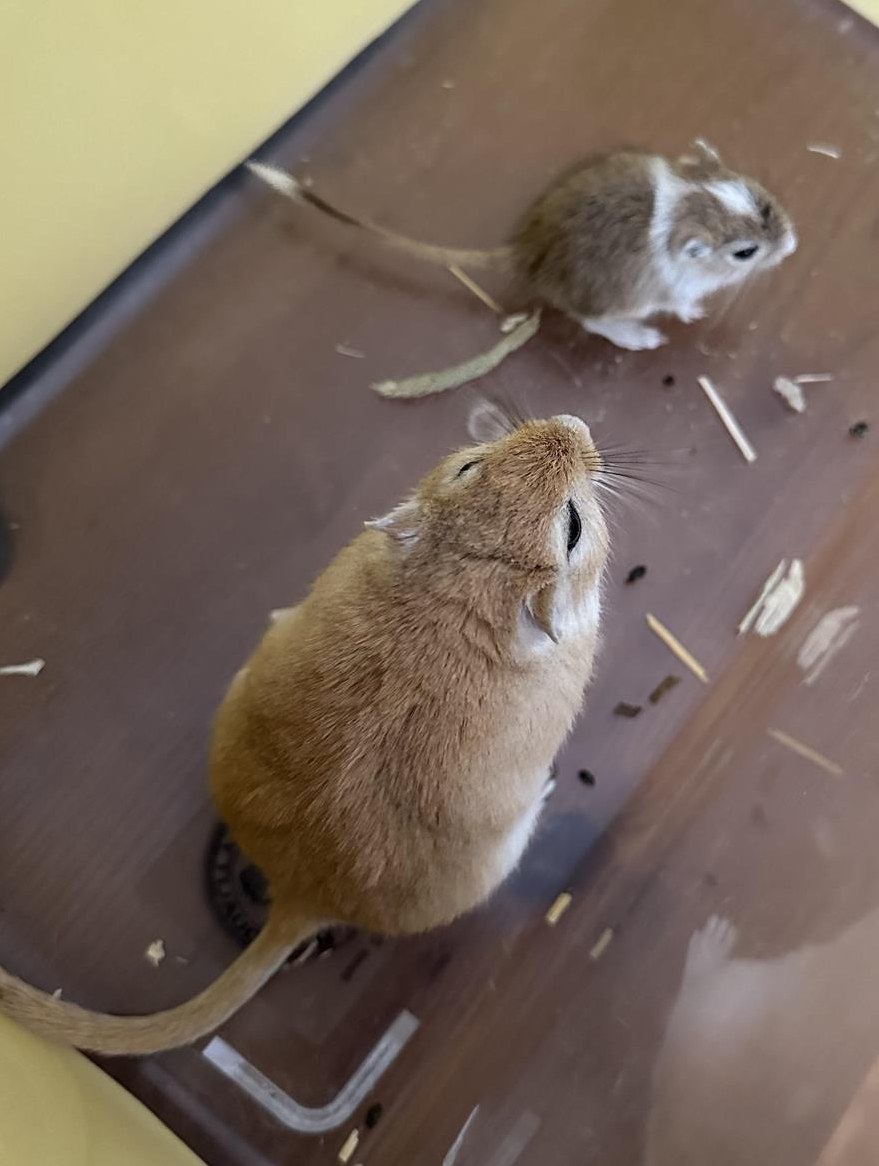 2 Rennmäuse Vater & Sohn suchen ein gutes Zuhause