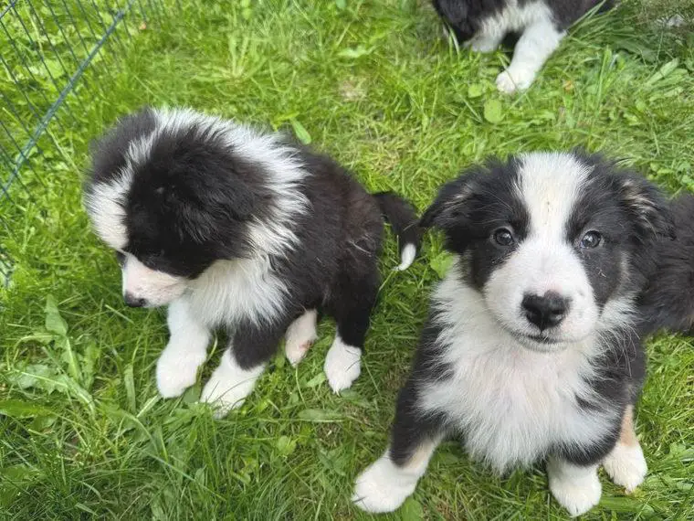 Australien Shepherd Welpen