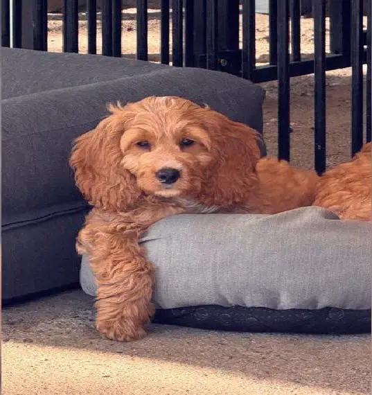 Cockapoo / Cockerpoo F1 Abgabebereit Zwei Rüden, eine Hündin