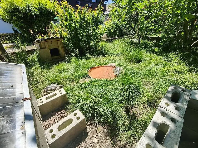 3 Breitrand-Schildkröten mit viel Zubehör