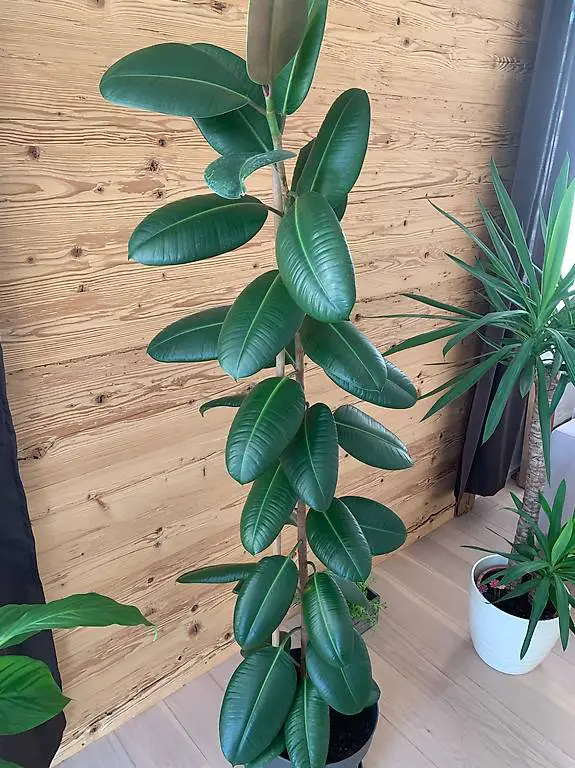 Gummibaum - Ficus elastica 1,6m