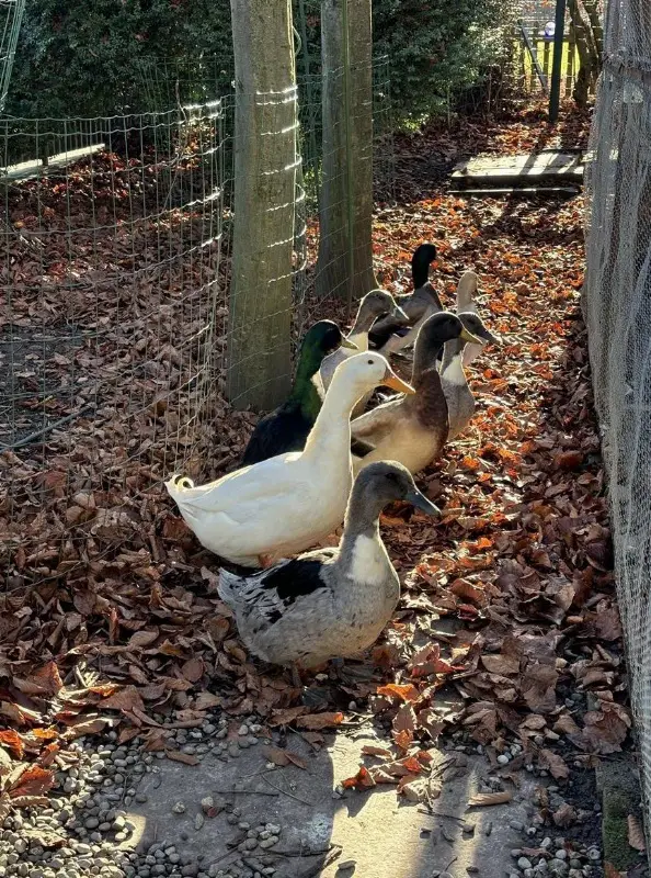 Weisser Pommernenten Erpel abzugeben