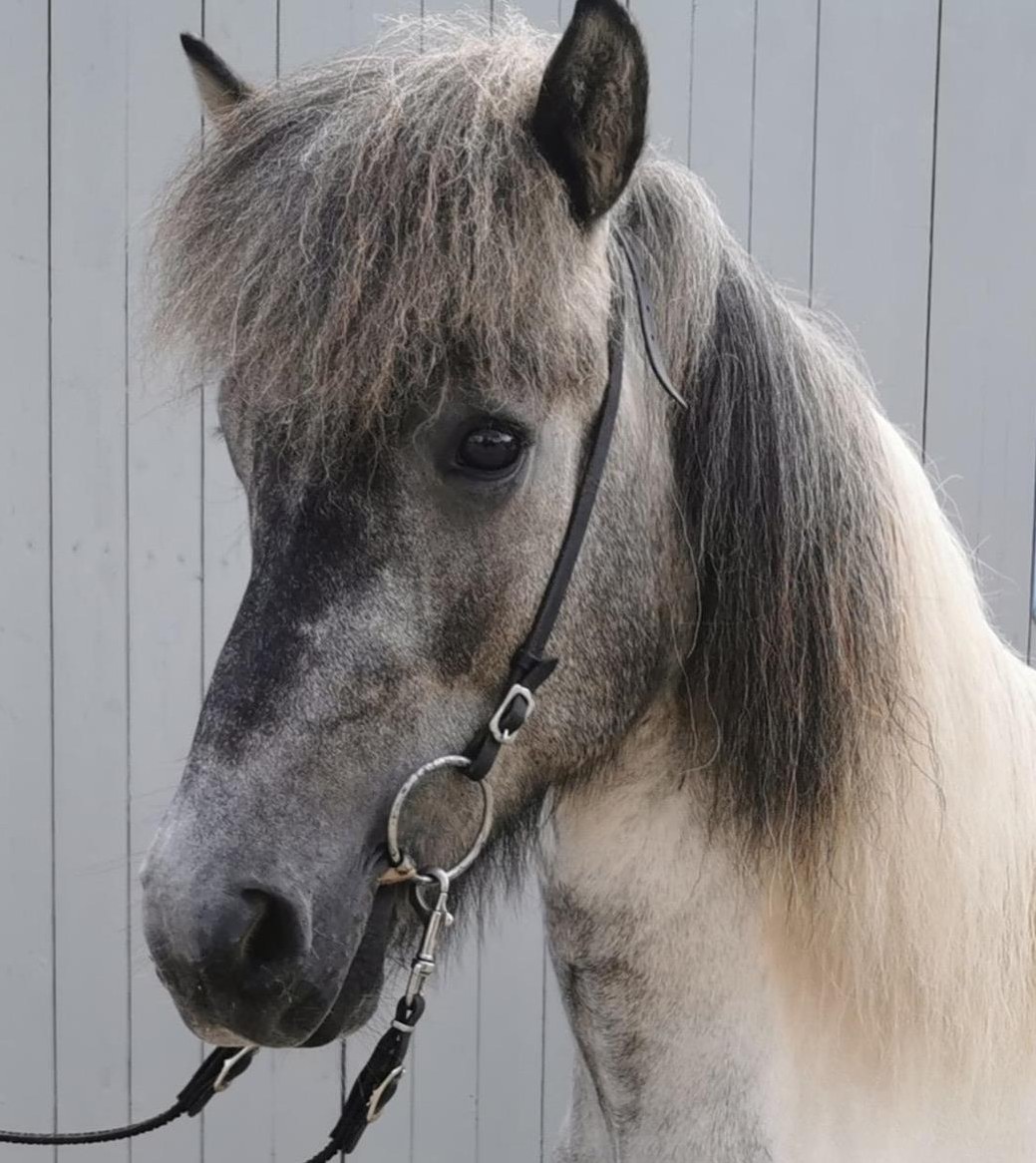 Isländer Wallach - braves und gut erzogenes Nachwuchstalent