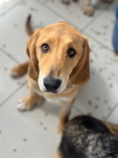 Fine, Mischlingshündin, ca. 9 Monate, z.zt. in Griechenland