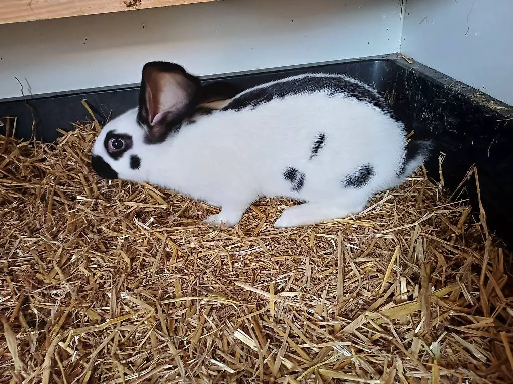 Schweizer Schecken Rammler