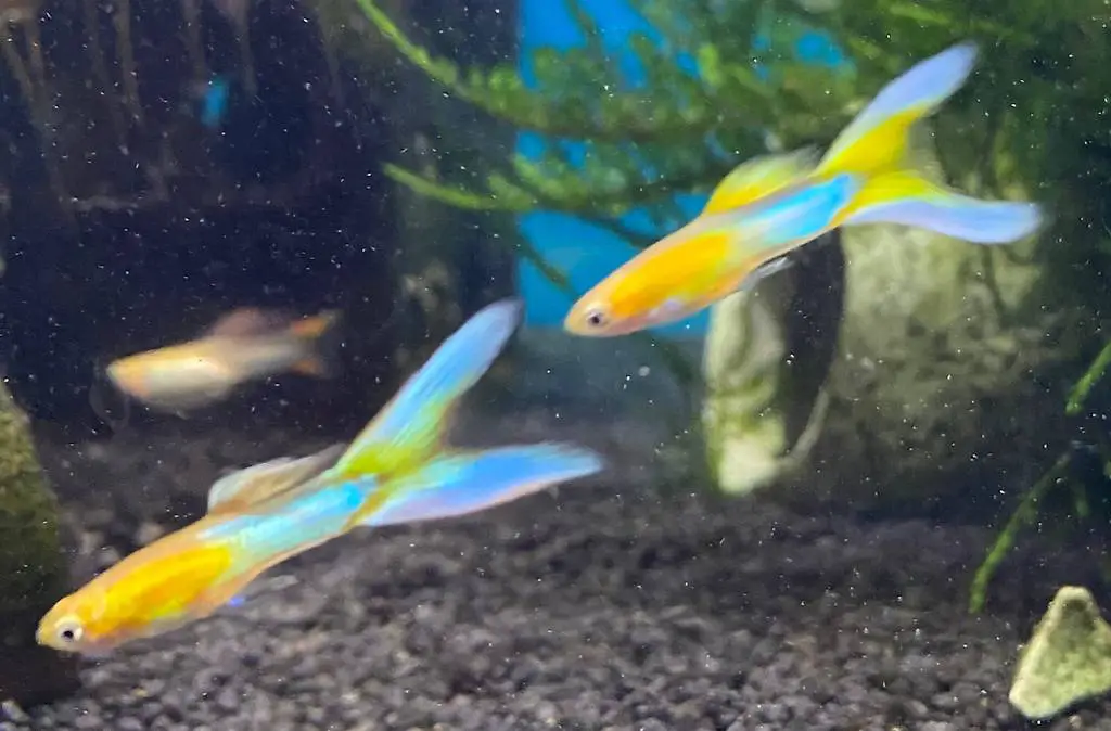 Guppys Doppelschwert Blond Platinum