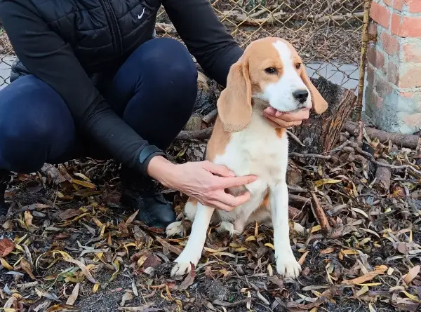 Beagle mit Stammbaum