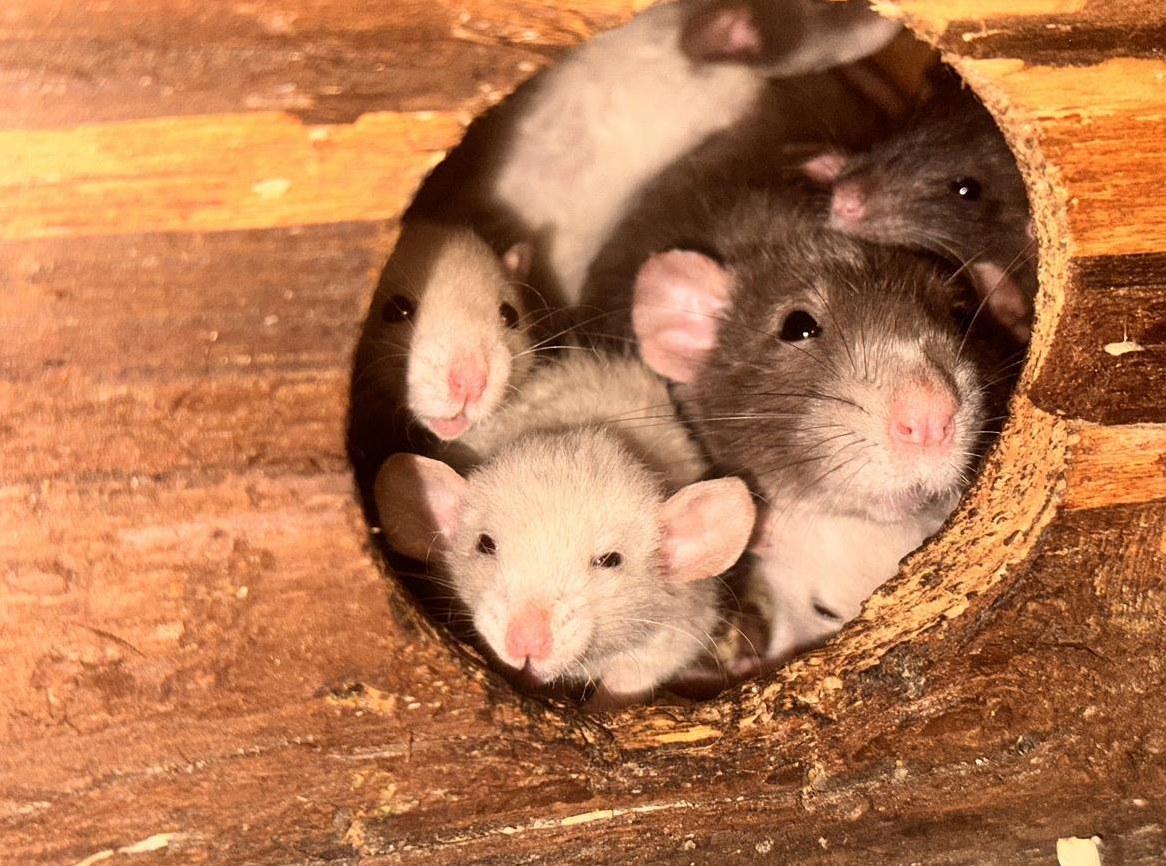 Dumbo Ratten suchen neues Zuhause