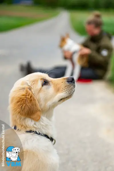 Junghundetrainer gesucht