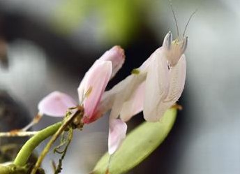 Orchideenmantiden Nachzuchten, Hymenopus coronatus