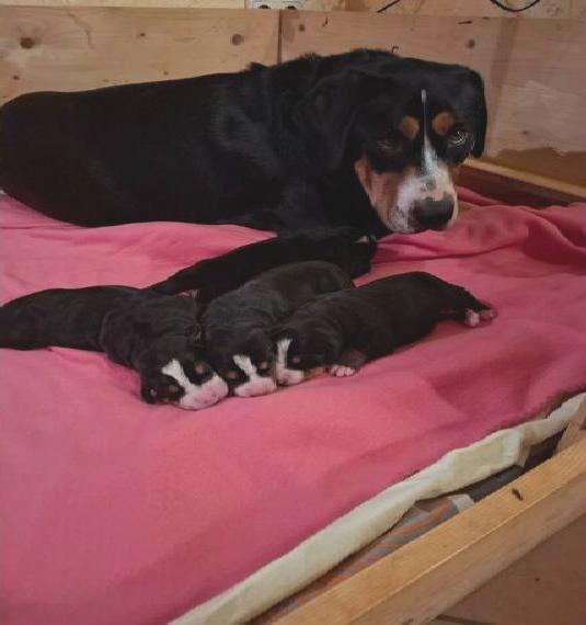 Grosse Schweizer Sennenhund - Welpen mit Ahnentafel abzugeben