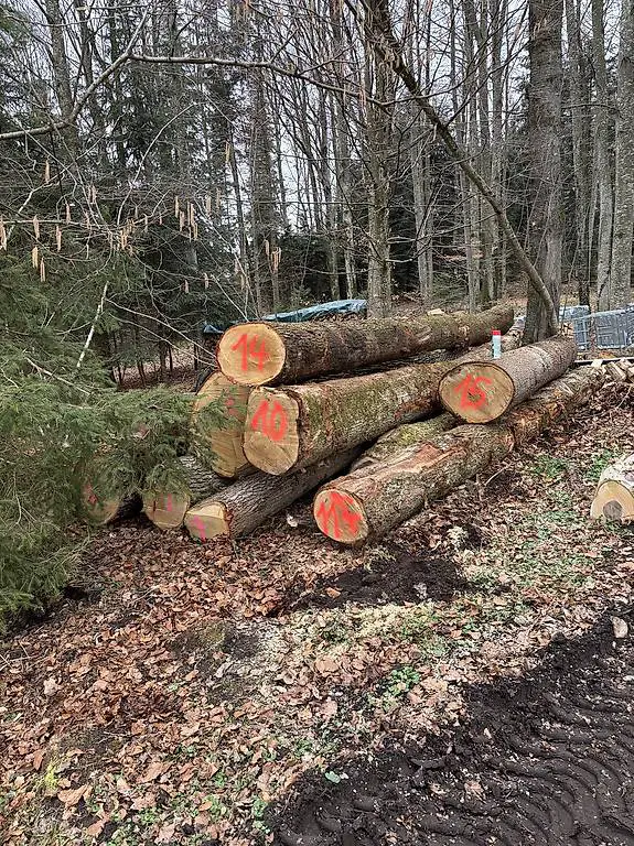 Eichenstämme Eichenholz Baumstämme und Holzbretter