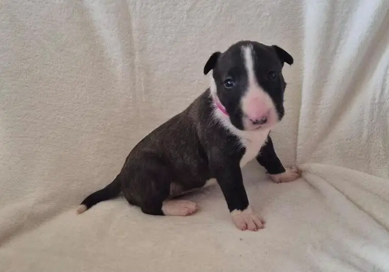 Miniatur Bullterrier Welpen