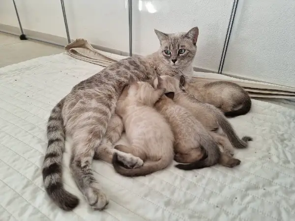 Bengal kitten mit Stammbaum