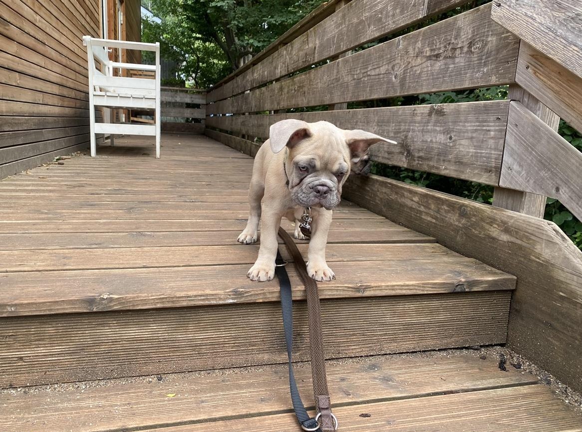 Französische Bulldogge Welpen Wurf, Baden-Württemberg