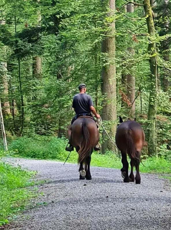 Reitbeteiligung für ca. 7-tägigen Wanderritt der Thur entlang