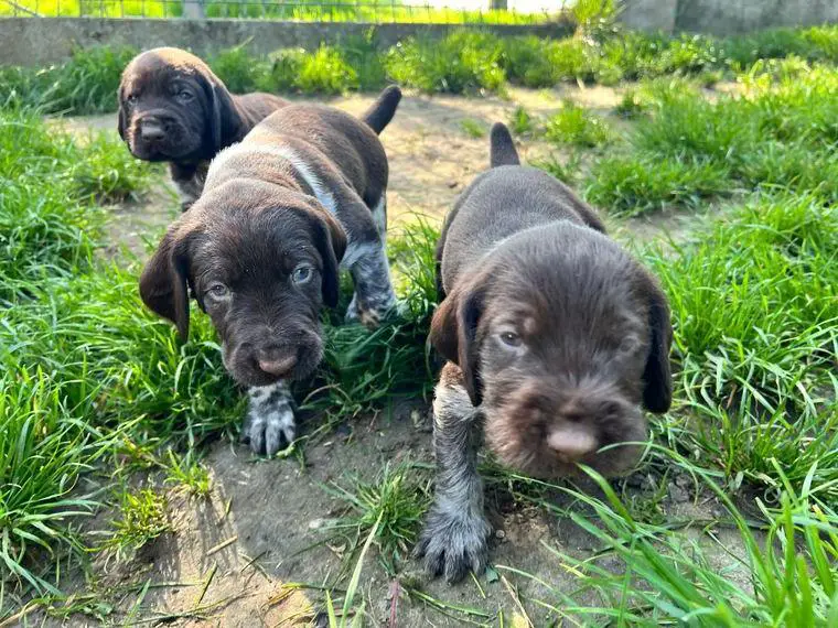 3 Welpen (Rüden) Deutsch Drahthaar
