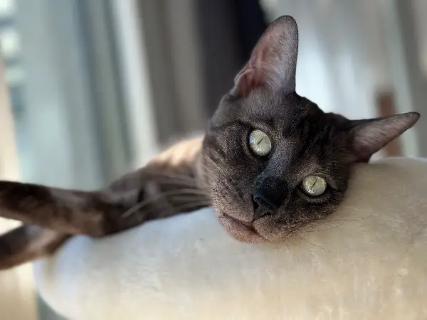 Bengal Kätzin reirassig