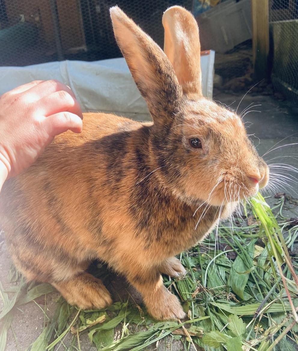 Holländer x Sachsengold Mix Kaninchen Zibbe
