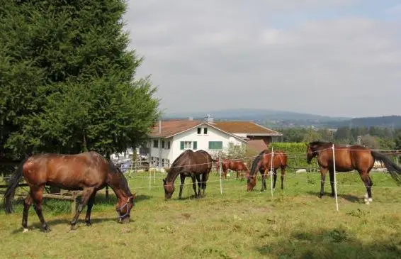 Praktikumstelle / Lehrstelle Pferdestall Sonnhof Buchrain / Luzern