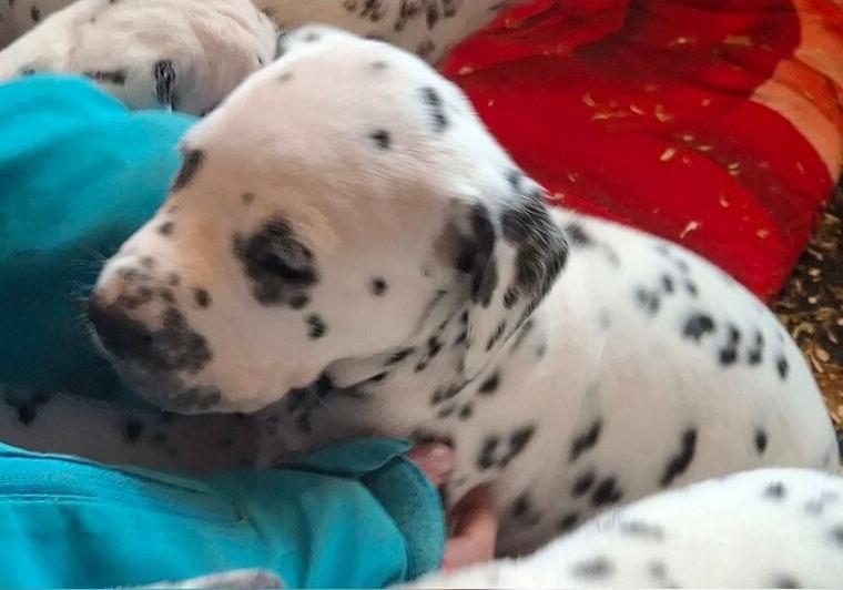 Dalmatinerwelpen zu verkaufen