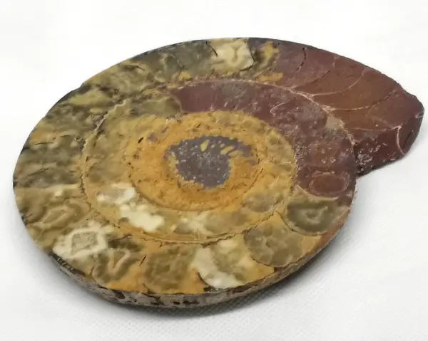 Ammonit Hälfte poliert