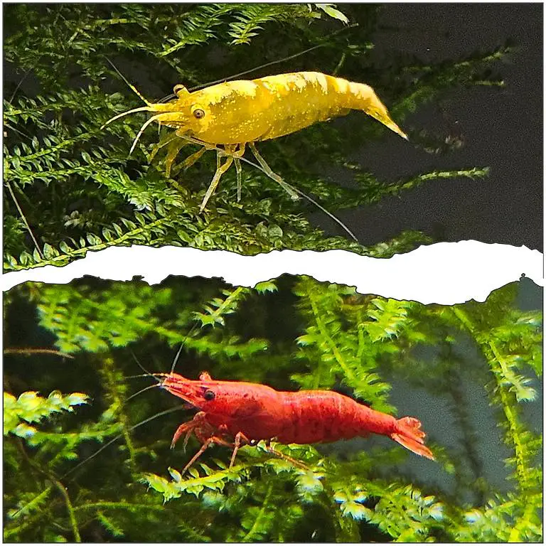 10 Garnelen Red Sakura & Yellow Fire * Versand m Heatpack